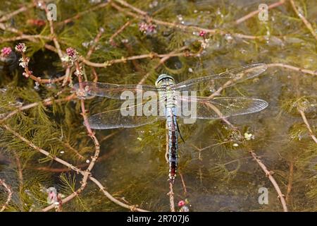 Femelle Empereur Dragonfly ponçant des œufs dans un étang de jardin Forêt de Dean Gloucestershire Banque D'Images