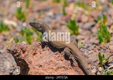 Le lézard mâle de Gallot, (Gallotia galloti galloti), sur la roche volcanique et sur fond de végétation verte et de rochers, dans le parc national de Teide Banque D'Images