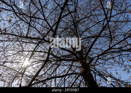 le vieux feuillage sec de chêne suspendu sur les branches, est tombé de l'automne et s'affaisse jusqu'au feuillage de printemps sur le chêne Banque D'Images