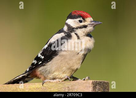 Gros plan d'un jeune pic vert (Dendrocopus major) sauvage assis isolé sur un poteau en bois. Banque D'Images