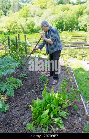 Jardinier qui argue le sol en mettant à la terre des plants de pommes de terre dans un potager pendant le temps sec après des semaines sans pluie Carmarthenshire Wales UK KATHY DEWITT Banque D'Images