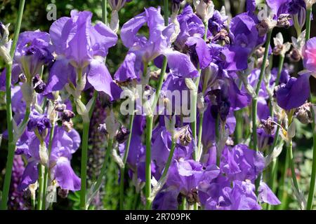 Fleurs de l'iris barbu violet iris fleurs fleuries dans un jardin en juin 2023 Hay on Wye Wales UK KATHY DEWITT Banque D'Images