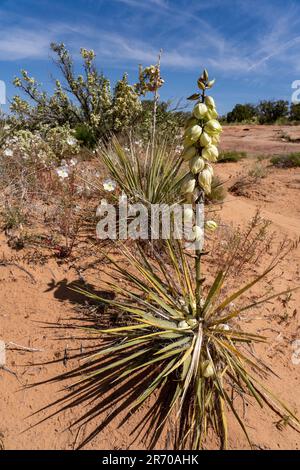 Yucca de Harriman, Yucca harrimaniae, en fleur au printemps près de Moab, Utah. Banque D'Images