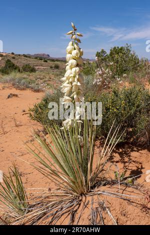 Yucca de Harriman, Yucca harrimaniae, en fleur au printemps près de Moab, Utah. Banque D'Images