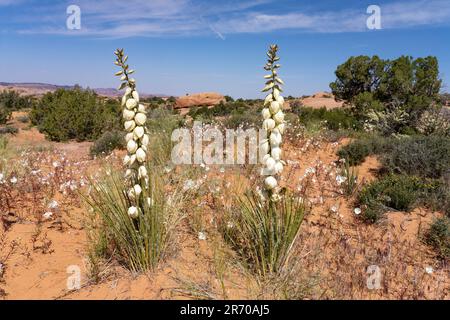 Yucca de Harriman, Yucca harrimaniae, en fleur au printemps près de Moab, Utah. Banque D'Images