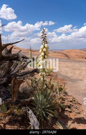 Yucca de Harriman, Yucca harrimaniae, en fleur au printemps près de Moab, Utah. Banque D'Images