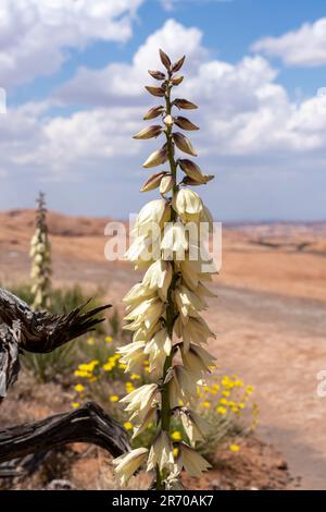 Yucca de Harriman, Yucca harrimaniae, en fleur au printemps près de Moab, Utah. Banque D'Images