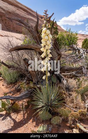 Yucca de Harriman, Yucca harrimaniae, en fleur au printemps près de Moab, Utah. Banque D'Images