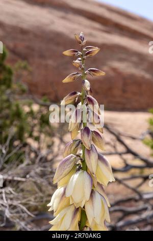 Yucca de Harriman, Yucca harrimaniae, en fleur au printemps près de Moab, Utah. Banque D'Images