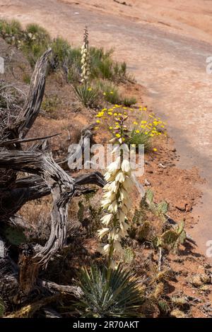 Yucca de Harriman, Yucca harrimaniae, en fleur au printemps près de Moab, Utah. Banque D'Images