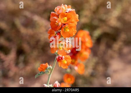 Globemallow à petites feuilles, Sphaeralcea parvifolia, en fleur en automne près de Moab, Utah. Banque D'Images