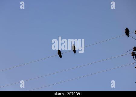 Fils haute tension avec des oiseaux, corneilles noires assises sur des fils électriques Banque D'Images
