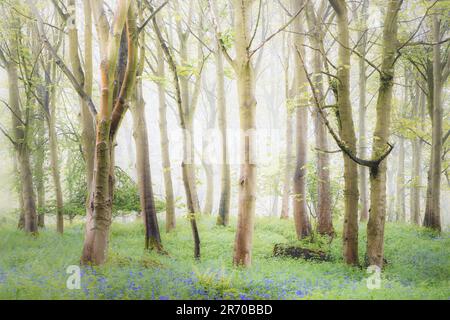 Forêt d'atmosphère brumeuse de hêtre et de cloches de printemps (jacinthoides non-scripta) lors d'une matinée brumeuse à Aberdour, Fife, Écosse, Royaume-Uni. Banque D'Images