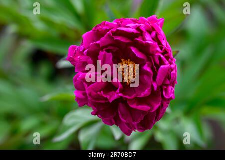 Fleur de pivoine simple gros plan Banque D'Images