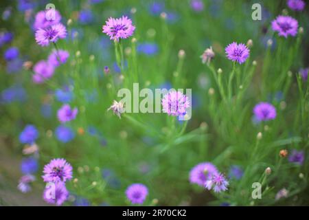 Les cornflowers pourpres poussent dans le jardin d'été, à proximité Banque D'Images