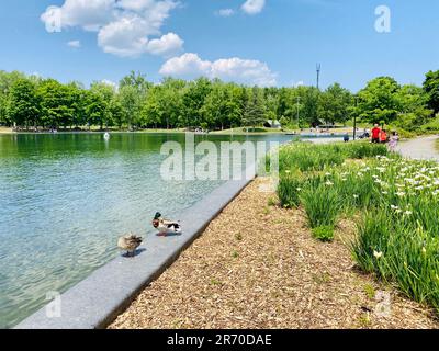 Vue sur le parc des fontaines du lac Beaver avec deux canards sur la rive. Montréal, Canada. Banque D'Images