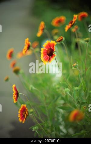 Fleurs d'orange jaune gaillardia grandit en été, gros plan ouvert bourgeons vifs Banque D'Images