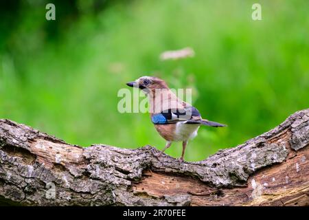 Jay, Garrulus glandarius, perché sur une bûche Banque D'Images