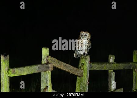 Tawny Owl, Strix aluco, perché sur un poste de clôture Banque D'Images