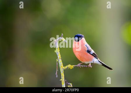 Bullfinch mâle, Pyrrhula pyrrhula, perchée sur une mangeoire. Banque D'Images