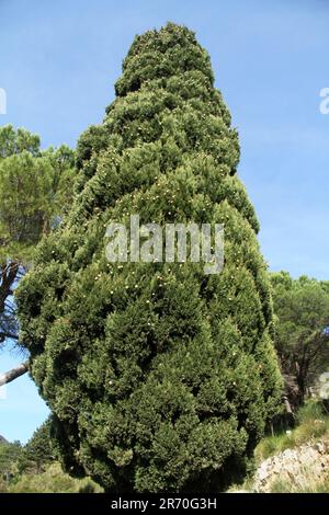 Cupressus sempervirens (cyprès méditerranéen) à Itri, Italie Banque D'Images