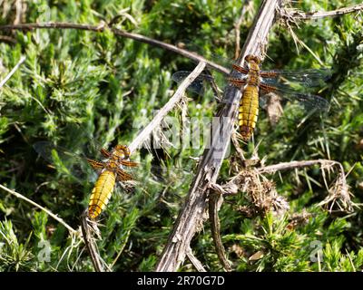 Chaser femelle à corps large (Libellula depressa) libellules au repos Banque D'Images