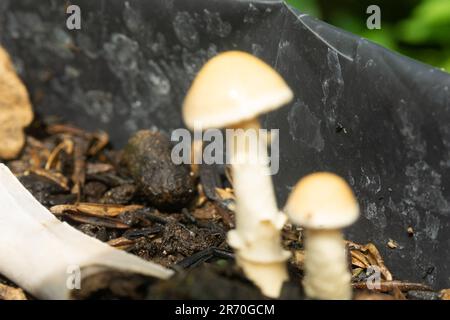 L'Amanita Fulva se développe également dans le polybag d'autres plantes. Amanita fulva, communément appelée la grisette tawny ou l'amanita sans anneau orange-brun, est Banque D'Images