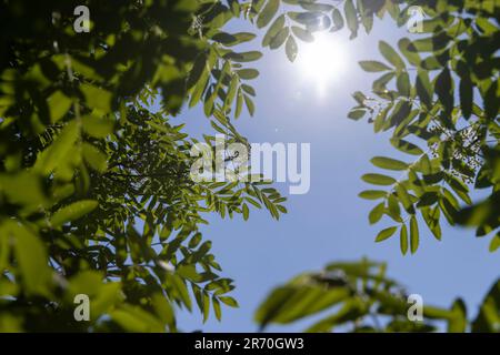 un arbre rowan fleuri avec un feuillage vert au printemps, un feuillage rowan et des fleurs par temps ensoleillé au printemps Banque D'Images