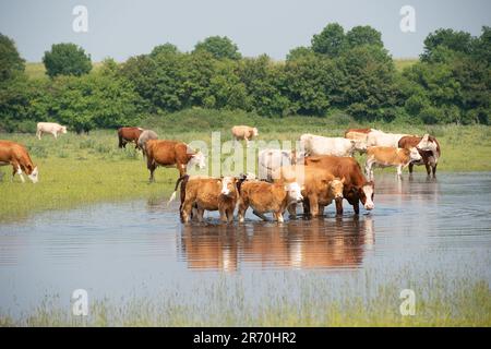 Dorney, Buckinghamshire, Royaume-Uni. 12th juin 2023. Les bovins se refroidissent dans des eaux stagnantes. Les inondations s'aggravent beaucoup sur Dorney Common dans Buckinghamshire et ont causé des problèmes avec certains des bovins et leurs sabots. Les habitants du village voisin d'Eton Wick sont inquiets et disent qu'ils n'ont pas vu les inondations être si mauvaises pendant leur vie. De nombreuses sections locales croient que la raison présumée de l'inondation est due à la décharge de Thames Water dans Roundmoor Ditch qui court à côté et à travers Dorney Common. Crédit : Maureen McLean/Alay Live News Banque D'Images