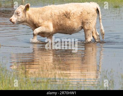 Dorney, Buckinghamshire, Royaume-Uni. 12th juin 2023. Les bovins se refroidissent dans des eaux stagnantes. Les inondations s'aggravent beaucoup sur Dorney Common dans Buckinghamshire et ont causé des problèmes avec certains des bovins et leurs sabots. Les habitants du village voisin d'Eton Wick sont inquiets et disent qu'ils n'ont pas vu les inondations être si mauvaises pendant leur vie. De nombreuses sections locales croient que la raison présumée de l'inondation est due à la décharge de Thames Water dans Roundmoor Ditch qui court à côté et à travers Dorney Common. Crédit : Maureen McLean/Alay Live News Banque D'Images