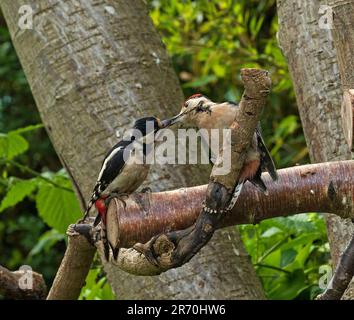 Édimbourg, Écosse, Royaume-Uni. 12 juin 2023. Femme adulte et jeune (à tête rouge) Grands pics à pois se nourrissant à côté d'un mangeoire de jardin. Les boules de graisse Premium sont la nourriture préférée pour les différentes familles en visite. Le nombre de grands pics tacherés augmente depuis le milieu du siècle 19th, et l'espèce étend son aire de reproduction vers le nord à travers l'Écosse. Un certain nombre de facteurs ont été suggérés comme raisons de la tendance à la hausse, y compris la diminution de la concurrence pour les sites de nids et une plus grande disponibilité de nourriture supplémentaire dans les mangeoires de jardin. Crédit : Arch White/alamy Live News. Banque D'Images