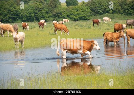 Dorney, Buckinghamshire, Royaume-Uni. 12th juin 2023. Les bovins se refroidissent dans des eaux stagnantes. Les inondations s'aggravent beaucoup sur Dorney Common dans Buckinghamshire et ont causé des problèmes avec certains des bovins et leurs sabots. Les habitants du village voisin d'Eton Wick sont inquiets et disent qu'ils n'ont pas vu les inondations être si mauvaises pendant leur vie. De nombreuses sections locales croient que la raison présumée de l'inondation est due à la décharge de Thames Water dans Roundmoor Ditch qui court à côté et à travers Dorney Common. Crédit : Maureen McLean/Alay Live News Banque D'Images