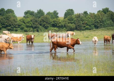 Dorney, Buckinghamshire, Royaume-Uni. 12th juin 2023. Les bovins se refroidissent dans des eaux stagnantes. Les inondations s'aggravent beaucoup sur Dorney Common dans Buckinghamshire et ont causé des problèmes avec certains des bovins et leurs sabots. Les habitants du village voisin d'Eton Wick sont inquiets et disent qu'ils n'ont pas vu les inondations être si mauvaises pendant leur vie. De nombreuses sections locales croient que la raison présumée de l'inondation est due à la décharge de Thames Water dans Roundmoor Ditch qui court à côté et à travers Dorney Common. Crédit : Maureen McLean/Alay Live News Banque D'Images