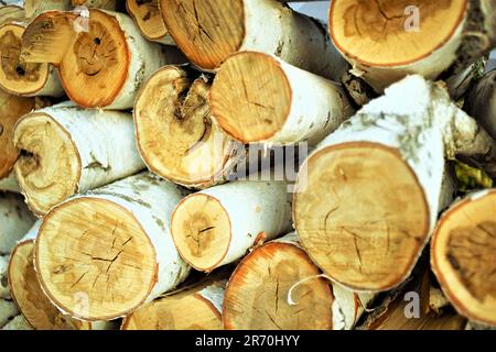 Pile fraîche de grumes de bouleau pour l'hiver. Banque D'Images