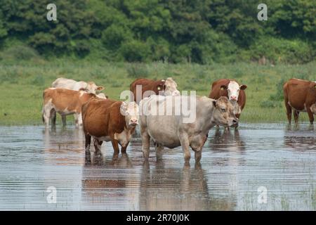 Dorney, Buckinghamshire, Royaume-Uni. 12th juin 2023. Les bovins se refroidissent dans des eaux stagnantes. Les inondations s'aggravent beaucoup sur Dorney Common dans Buckinghamshire et ont causé des problèmes avec certains des bovins et leurs sabots. Les habitants du village voisin d'Eton Wick sont inquiets et disent qu'ils n'ont pas vu les inondations être si mauvaises pendant leur vie. De nombreuses sections locales croient que la raison présumée de l'inondation est due à la décharge de Thames Water dans Roundmoor Ditch qui court à côté et à travers Dorney Common. Crédit : Maureen McLean/Alay Live News Banque D'Images