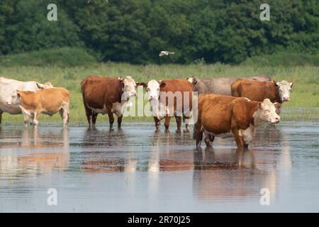 Dorney, Buckinghamshire, Royaume-Uni. 12th juin 2023. Les bovins se refroidissent dans des eaux stagnantes. Les inondations s'aggravent beaucoup sur Dorney Common dans Buckinghamshire et ont causé des problèmes avec certains des bovins et leurs sabots. Les habitants du village voisin d'Eton Wick sont inquiets et disent qu'ils n'ont pas vu les inondations être si mauvaises pendant leur vie. De nombreuses sections locales croient que la raison présumée de l'inondation est due à la décharge de Thames Water dans Roundmoor Ditch qui court à côté et à travers Dorney Common. Crédit : Maureen McLean/Alay Live News Banque D'Images