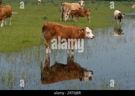 Dorney, Buckinghamshire, Royaume-Uni. 12th juin 2023. Les bovins se refroidissent dans des eaux stagnantes. Les inondations s'aggravent beaucoup sur Dorney Common dans Buckinghamshire et ont causé des problèmes avec certains des bovins et leurs sabots. Les habitants du village voisin d'Eton Wick sont inquiets et disent qu'ils n'ont pas vu les inondations être si mauvaises pendant leur vie. De nombreuses sections locales croient que la raison présumée de l'inondation est due à la décharge de Thames Water dans Roundmoor Ditch qui court à côté et à travers Dorney Common. Crédit : Maureen McLean/Alay Live News Banque D'Images