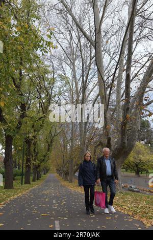 6 juin 2023, Melbourne, Victoria, Australie : une vue magnifique sur les feuilles d'automne sur un lit d'herbe tandis que les Australiens profitent de la saison d'automne dans les jardins Alexandra près du fleuve Yarra à Melbourne. Alexandra Gardens fait partie des Parklands du domaine. Situés dans un quartier près de la Yarra River, les principales caractéristiques des jardins incluent la ligne de bateaux à rames historiques faisant face à la rivière, et le parc de patinage de Riverslide. À partir de 1896, sous la direction de l'ingénieur Carlo Catani, un nouveau canal pour redresser la rivière a été créé et les marécages et les lagons ont été remplis de déblais des travaux de canal. Banque D'Images