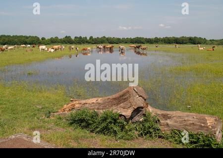 Dorney, Buckinghamshire, Royaume-Uni. 12th juin 2023. Les bovins se refroidissent dans des eaux stagnantes. Les inondations s'aggravent beaucoup sur Dorney Common dans Buckinghamshire et ont causé des problèmes avec certains des bovins et leurs sabots. Les habitants du village voisin d'Eton Wick sont inquiets et disent qu'ils n'ont pas vu les inondations être si mauvaises pendant leur vie. De nombreuses sections locales croient que la raison présumée de l'inondation est due à la décharge de Thames Water dans Roundmoor Ditch qui court à côté et à travers Dorney Common. Crédit : Maureen McLean/Alay Live News Banque D'Images