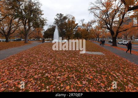 6 juin 2023, Melbourne, Victoria, Australie : une vue magnifique sur les feuilles d'automne sur un lit d'herbe tandis que les Australiens profitent de la saison d'automne dans les jardins Alexandra près du fleuve Yarra à Melbourne. Alexandra Gardens fait partie des Parklands du domaine. Situés dans un quartier près de la Yarra River, les principales caractéristiques des jardins incluent la ligne de bateaux à rames historiques faisant face à la rivière, et le parc de patinage de Riverslide. À partir de 1896, sous la direction de l'ingénieur Carlo Catani, un nouveau canal pour redresser la rivière a été créé et les marécages et les lagons ont été remplis de déblais des travaux de canal. Banque D'Images