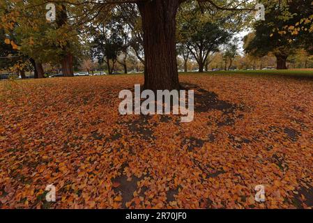 6 juin 2023, Melbourne, Victoria, Australie : une vue magnifique sur les feuilles d'automne sur un lit d'herbe tandis que les Australiens profitent de la saison d'automne dans les jardins Alexandra près du fleuve Yarra à Melbourne. Alexandra Gardens fait partie des Parklands du domaine. Situés dans un quartier près de la Yarra River, les principales caractéristiques des jardins incluent la ligne de bateaux à rames historiques faisant face à la rivière, et le parc de patinage de Riverslide. À partir de 1896, sous la direction de l'ingénieur Carlo Catani, un nouveau canal pour redresser la rivière a été créé et les marécages et les lagons ont été remplis de déblais des travaux de canal. Banque D'Images