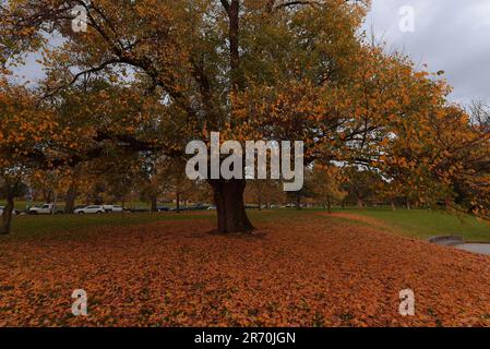 6 juin 2023, Melbourne, Victoria, Australie : une vue magnifique sur les feuilles d'automne sur un lit d'herbe tandis que les Australiens profitent de la saison d'automne dans les jardins Alexandra près du fleuve Yarra à Melbourne. Alexandra Gardens fait partie des Parklands du domaine. Situés dans un quartier près de la Yarra River, les principales caractéristiques des jardins incluent la ligne de bateaux à rames historiques faisant face à la rivière, et le parc de patinage de Riverslide. À partir de 1896, sous la direction de l'ingénieur Carlo Catani, un nouveau canal pour redresser la rivière a été créé et les marécages et les lagons ont été remplis de déblais des travaux de canal. Banque D'Images