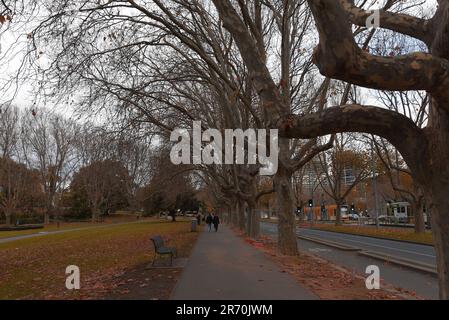 6 juin 2023, Melbourne, Victoria, Australie : une vue magnifique sur les feuilles d'automne sur un lit d'herbe tandis que les Australiens profitent de la saison d'automne dans les jardins Alexandra près du fleuve Yarra à Melbourne. Alexandra Gardens fait partie des Parklands du domaine. Situés dans un quartier près de la Yarra River, les principales caractéristiques des jardins incluent la ligne de bateaux à rames historiques faisant face à la rivière, et le parc de patinage de Riverslide. À partir de 1896, sous la direction de l'ingénieur Carlo Catani, un nouveau canal pour redresser la rivière a été créé et les marécages et les lagons ont été remplis de déblais des travaux de canal. Banque D'Images