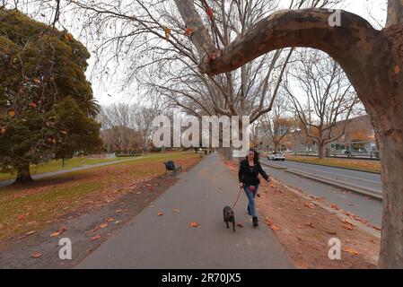 6 juin 2023, Melbourne, Victoria, Australie : une vue magnifique sur les feuilles d'automne sur un lit d'herbe tandis que les Australiens profitent de la saison d'automne dans les jardins Alexandra près du fleuve Yarra à Melbourne. Alexandra Gardens fait partie des Parklands du domaine. Situés dans un quartier près de la Yarra River, les principales caractéristiques des jardins incluent la ligne de bateaux à rames historiques faisant face à la rivière, et le parc de patinage de Riverslide. À partir de 1896, sous la direction de l'ingénieur Carlo Catani, un nouveau canal pour redresser la rivière a été créé et les marécages et les lagons ont été remplis de déblais des travaux de canal. Banque D'Images