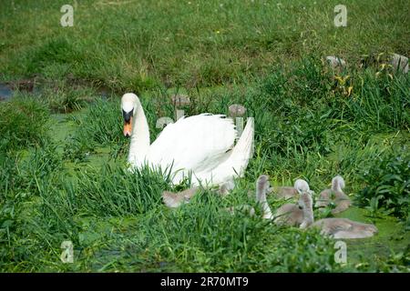 Dorney, Buckinghamshire, Royaume-Uni. 12th juin 2023. Un cygne fière muet et ses six cygnets qui se nourrissent des mauvaises herbes sur le Roundmoor Ditch à Dorney. Crédit : Maureen McLean/Alay Live News Banque D'Images