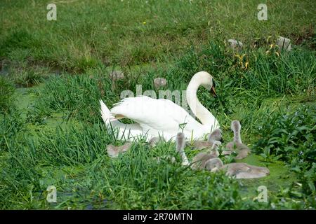 Dorney, Buckinghamshire, Royaume-Uni. 12th juin 2023. Un cygne fière muet et ses six cygnets qui se nourrissent des mauvaises herbes sur le Roundmoor Ditch à Dorney. Crédit : Maureen McLean/Alay Live News Banque D'Images