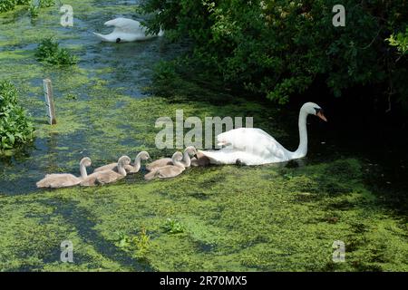 Dorney, Buckinghamshire, Royaume-Uni. 12th juin 2023. Un cygne fier muet et ses six cygnets nagent à travers les mauvaises herbes sur Roundmoor Ditch à Dorney. Crédit : Maureen McLean/Alay Live News Banque D'Images