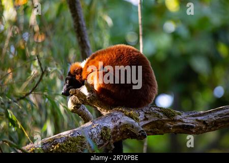 Un adorable lémurien à queue en anneau perché sur une branche d'arbre en profitant de son repas de verdure luxuriante Banque D'Images