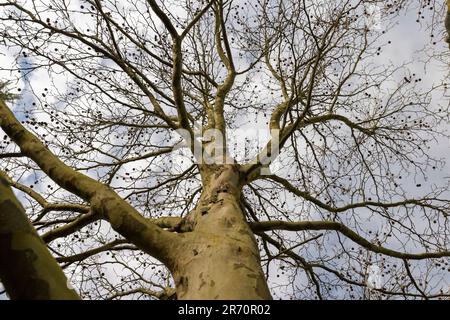 arbre de sycamore par temps ensoleillé au début du printemps, jeune sycamore sans feuillage au début du printemps Banque D'Images