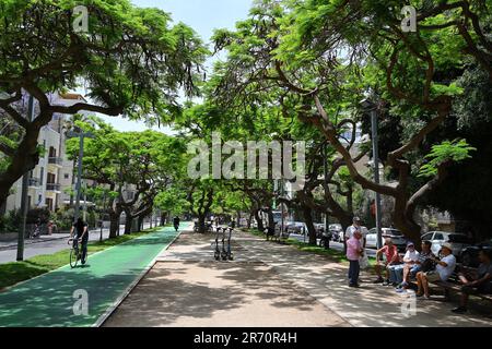 Jacaranda arbres sur Sderot Rothschild Banque D'Images